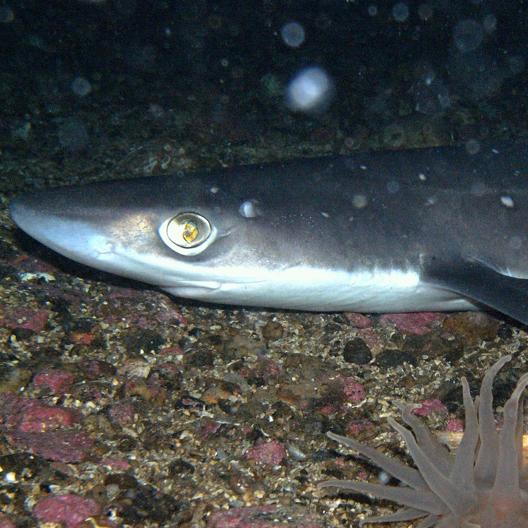 Are Dogfish Protected